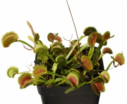 Dionaea muscipula | UK Sawtooth II | 2 - 4 cm