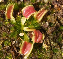 Dionaea muscipula | Umgekrempelt | 2 - 4 cm