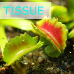 Sterile tissue culture flask | Hobby | Dionaea muscipula | Wacky Trap