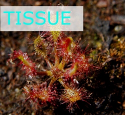 Sterile tissue culture flask | Hobby | Drosera anglica