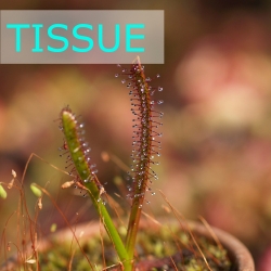 Sterile tissue culture flask | Hobby | Drosera arcturi