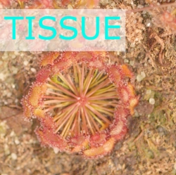 Sterile tissue culture flask | Hobby | Drosera bicolor