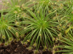 Drosera broomensis | Broome | 3 - 4 cm
