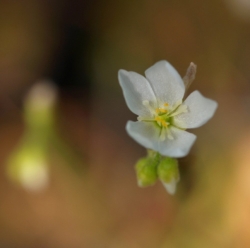 Drosera capensis | White flower | 3 - 5 cm