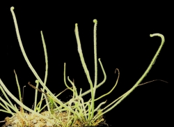 Drosera filiformis vat. tracyi | adult plant