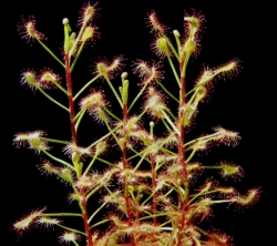 Drosera madagascariensis | 2 - 4 cm