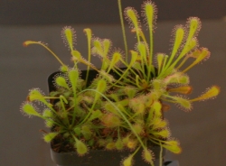 Drosera nidiformis | 2 - 4 cm