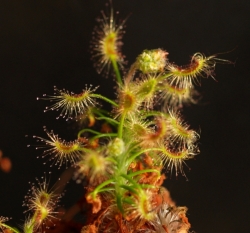 Drosera scorpioides | Pink flower | Pygmy Sundew Gemmae | 5 pcs