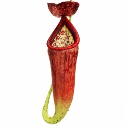 Nepenthes glandulifera | 4 - 6 cm