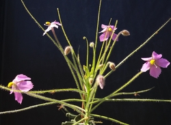 Byblis filifolia | Gregory Jump | carnivorous plants seeds | 5 seeds