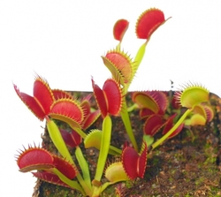 Dionaea muscipula | venus fly trap | G3 x G14 Nr.2 | carnivorous plants seeds | 10 seeds