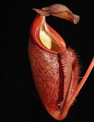 Nepenthes gymnamphora | Talakmau | 6 - 8 cm - kopie