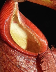 Nepenthes gymnamphora | Talakmau | peristome detail