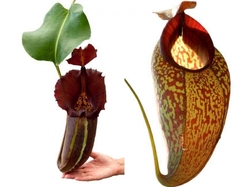 Nepenthes robcantleyi x (aristolochioides x spectabilis) | 6 - 10 cm