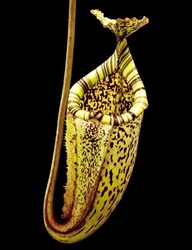 Nepenthes burbidgeae | Pig hill | 4 - 6 cm