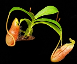 Nepenthes diatas | Bandahara | 8 - 12 cm