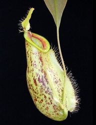 Nepenthes ampullaria x hamata | 6 - 10 cm