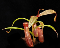 Nepenthes densiflora | Leuser | 6 - 8 cm
