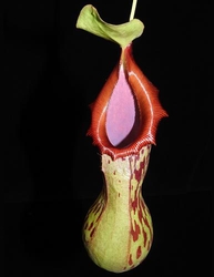 Nepenthes burkei | Halcon | 6 - 10 cm