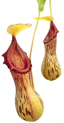 Nepenthes burkei | Halcon | 8 - 12 cm
