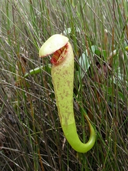 Nepenthes bokorensis – clone 1| 6 - 8 cm