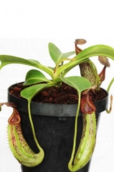 Nepenthes robcantleyi x fusca | 6 - 10 cm
