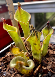 Heliamphora nutans | Roraimita | plant  # 2 | adult pitchers 6 - 8 cm