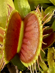Dionaea muscipula | Curled | 3 - 4 cm