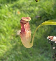 Nepenthes (bongso x inermis) x (ephippiata x maxima) | 10 - 15 cm