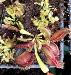 Dionaea muscipula | Flaming Lips | 3 - 5 cm