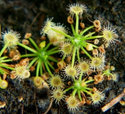 Drosera pygmaea | All green | Pygmy Sundew Gemmae | 5 pcs
