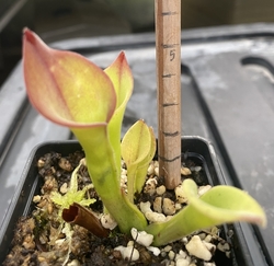 Heliamphora uncinata | Amuri Tepui | adult pitchers 10 - 12 cm