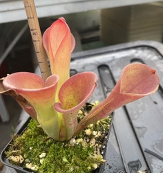 Heliamphora exappendiculata | Araopan Tepui | plant # 2 | Adult pitchers 10 - 12 cm