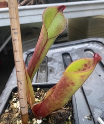 Heliamphora purpurascens | Ptari Tepui | Adult pitchers 10 - 12 cm