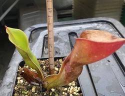 Heliamphora ionasii | Ilu Tepui | Adut pitchers  8 - 10 cm