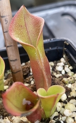 Heliamphora minor var. pilosa | Giant clone | Auyan Tepui | Adult pitchers 4 - 6 cm