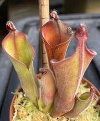 Heliamphora parva | Cerro Neblina | plant  # 6 | adult pitchers 7 - 9 cm