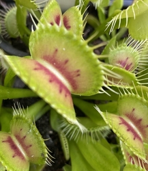 Dionaea muscipula | venus fly trap | clone B01 | carnivorous plants seeds | 10 seeds