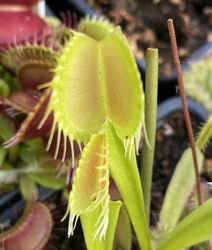 Dionaea muscipula | venus fly trap | Crispy Sun | carnivorous plants seeds | 5 seeds