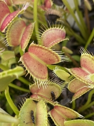 Dionaea muscipula | venus fly trap | Pale traps | carnivorous plants seeds | 10 seeds
