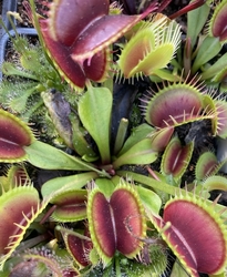 Dionaea muscipula | venus fly trap | Red Dagger | carnivorous plants seeds | 5 seeds