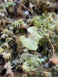 Utricularia reniformis | small leaf | clump