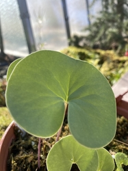 Utricularia reniformis | big leaf | clump