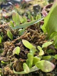 Utricularia alpina x campbeliana | clump