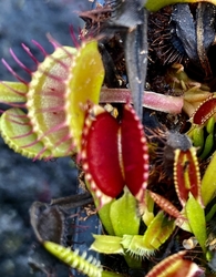 Dionaea muscipula | Diablo | 3 - 5 cm