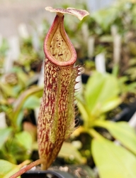 Nepenthes (campanulata x maxima) x eymae (Katopasa) | 10 - 15 cm