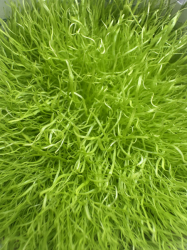 Utricularia graminifolia | clump