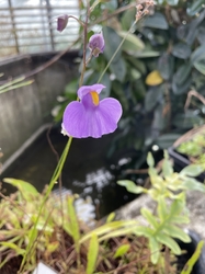 Utricularia longifolia | purple flw. | clump