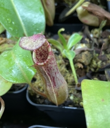 Nepenthes epiphytica x veitchii | stripped peristome | 6 - 10 cm
