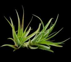 Tillandsia brachycaulos v. multiflora | semiadult plants